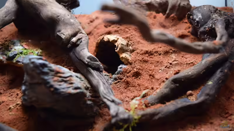 Dekoration im Terrarium Südhang am Weinberg von Junglist (10)