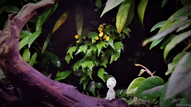 Dekoration im Terrarium Von Asseln und Tausendfüsslern von Junglist (32)