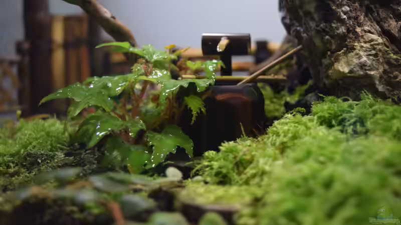 Dekoration im Terrarium ZEN von Junglist (10)