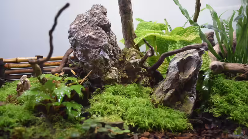 Dekoration im Terrarium ZEN von Junglist (8)
