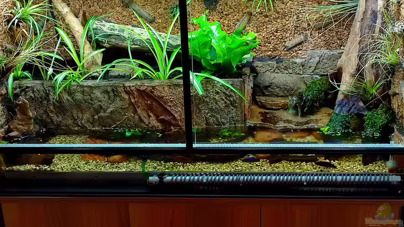 Dekoration im Terrarium