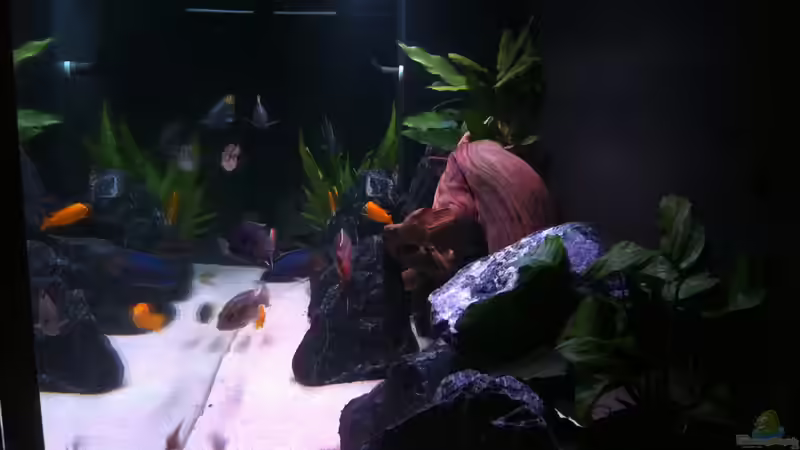 Dekoration von flightsim (36)