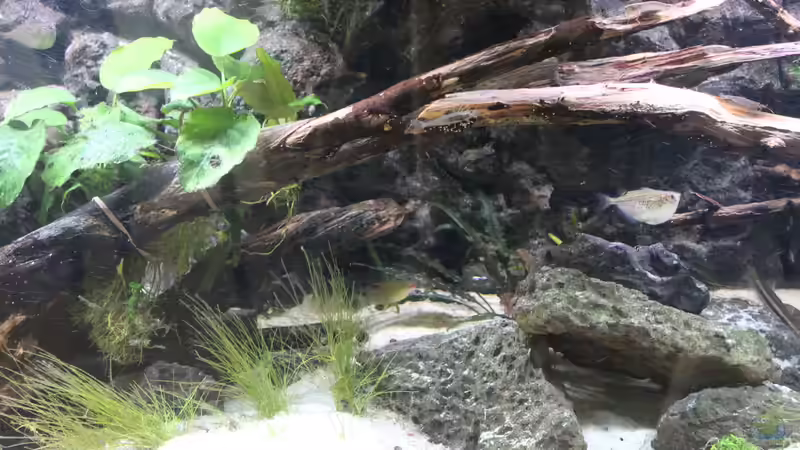 Dekoration von maxheadroom (12)