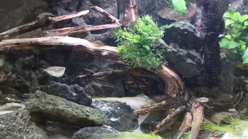 Dekoration von maxheadroom (13)