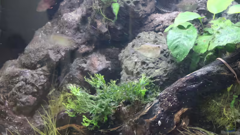 Dekoration von maxheadroom (14)