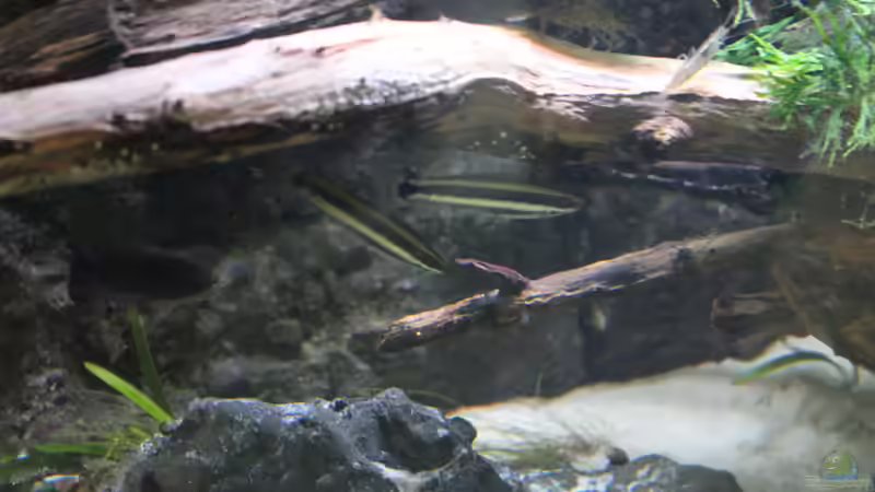 Dekoration von maxheadroom (16)