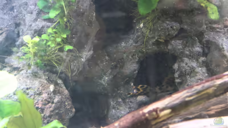 Dekoration von maxheadroom (18)