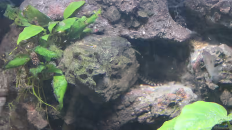 Dekoration von maxheadroom (19)