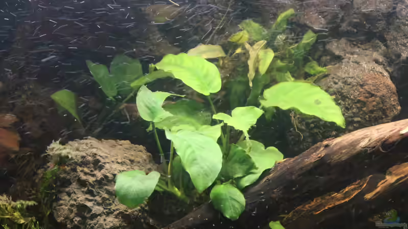 Dekoration von maxheadroom (2)