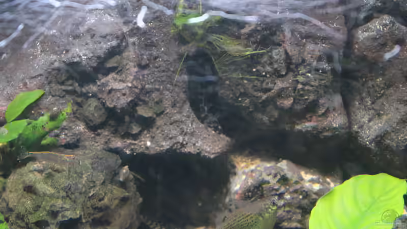 Dekoration von maxheadroom (20)