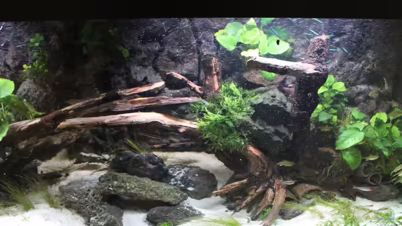 Dekoration von maxheadroom (23)