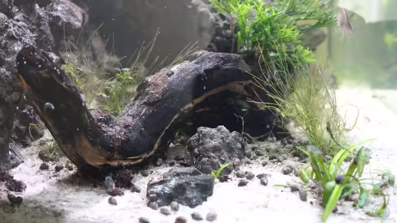 Dekoration von maxheadroom (24)