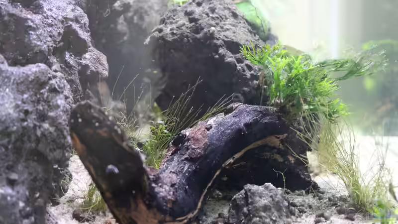 Dekoration von maxheadroom (25)