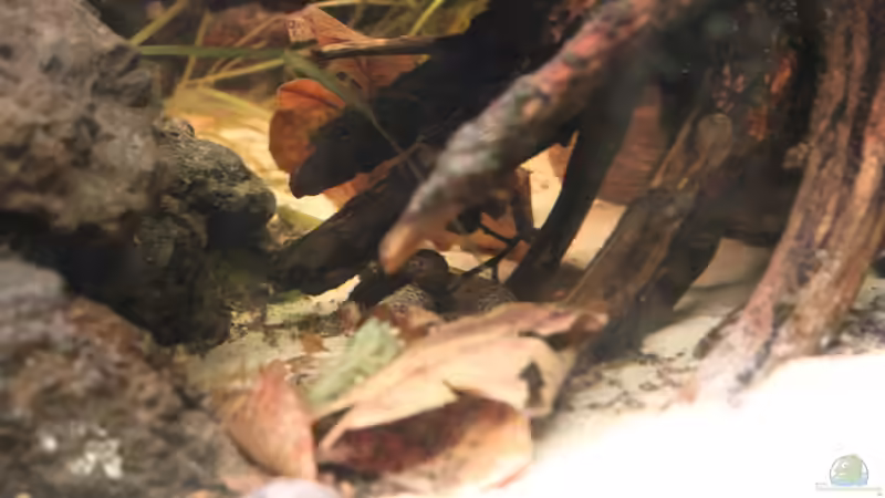 Dekoration von maxheadroom (3)