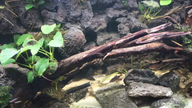 Dekoration von maxheadroom (4)