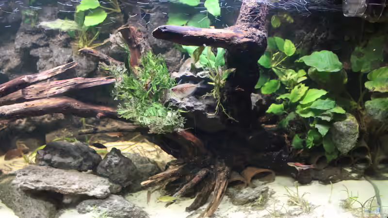 Dekoration von maxheadroom (5)