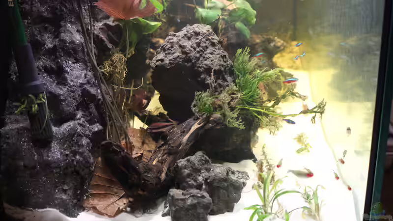 Dekoration von maxheadroom (7)