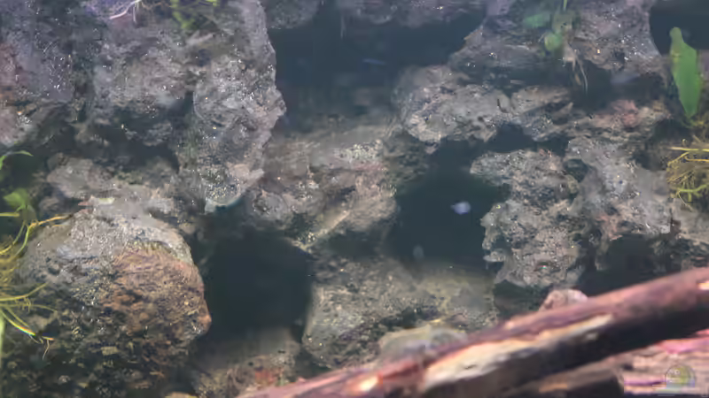 Dekoration von maxheadroom (8)