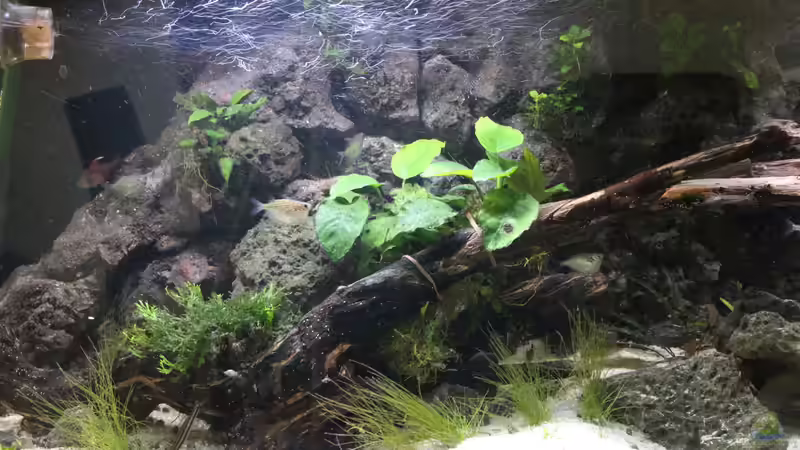 Dekoration von maxheadroom (9)