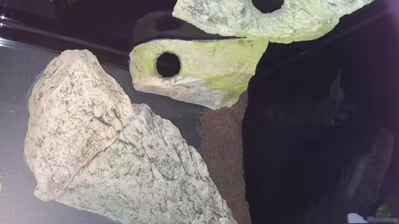 Dekoration von ollil81 (25)