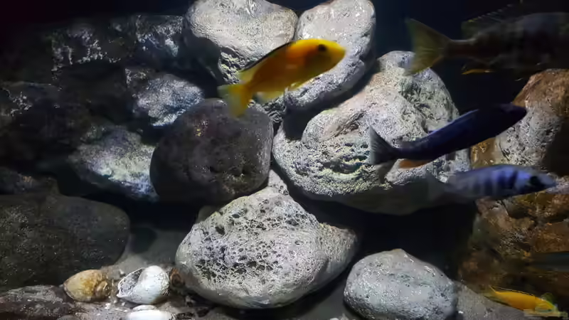 Dekorationen hier echte Flusssteine und Module sowie echte Malawisee Schneckenhäuser von Florian Bandhauer (42)