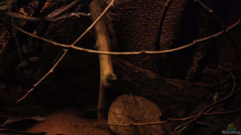 Dekorationseinblicke mit Laub und Zweigen von Florian Bandhauer (35)