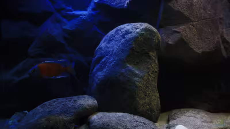 Dekorationseindrücke mit dem Copadichromis Borleyi von Florian Bandhauer (28)