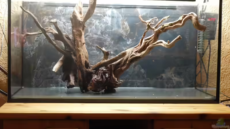 Dekorationstest von Pseudomugil (6)