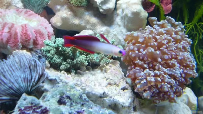 Dekorgrundel - nicht mehr im Becken von Kadijah (4)