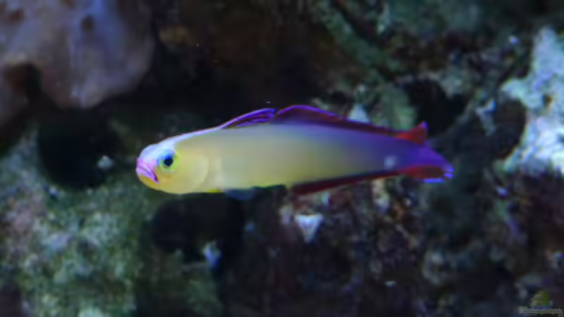 Dekorgrundel von Flevus (14)