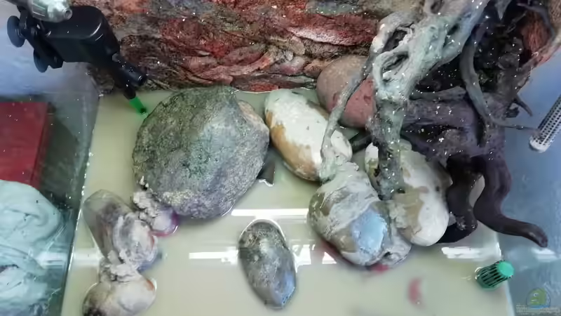 dekorieren von - Stephen - (11)