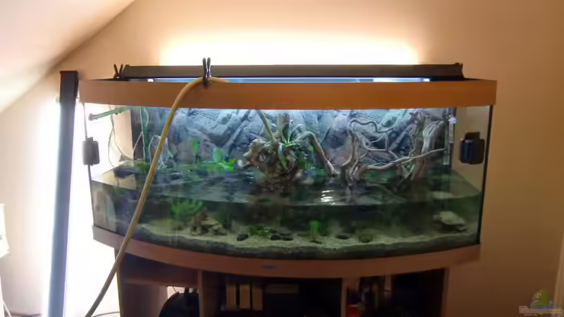 dekoriert und ´altes´ wasser wieder rein von EcoSyS (3)