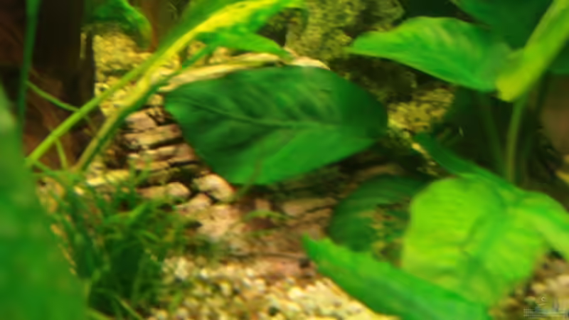 Dekostein von Korbi (20)