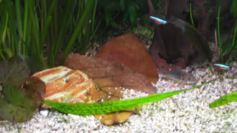 Dekostein zum Beschweren der Bananenblätter von Korbi (23)