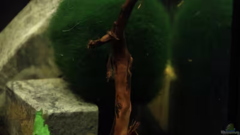 Dekosteinchen und ein ??stchen von Sebastian Wolff (10)