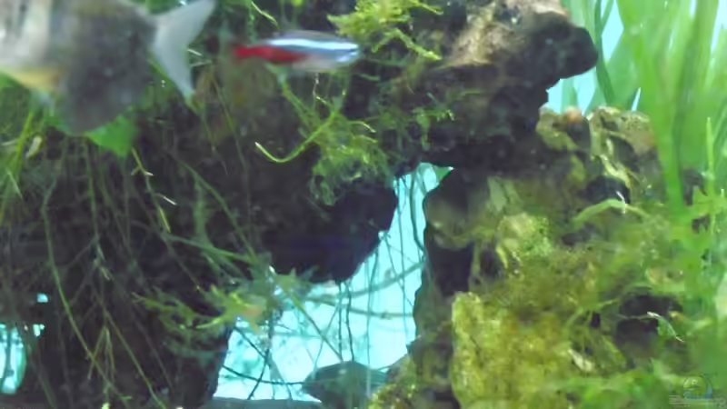 Dekowurzel mit Lochstein von Guppy62 (17)