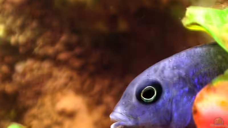 Delfin Männchen guckt von Hintergrund von Zoltan Bene (14)