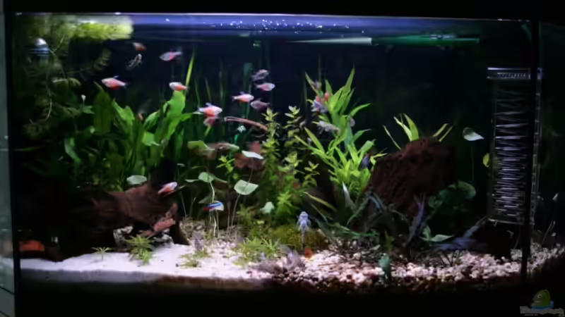 Delta 100 Frontalansicht 04.10.2008 von StefanE. (5)