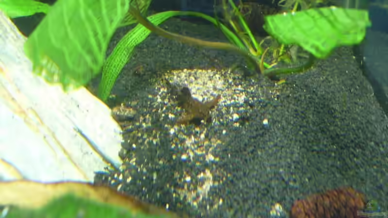 Aquarien mit Hara jerdoni (Deltaflügelwels)