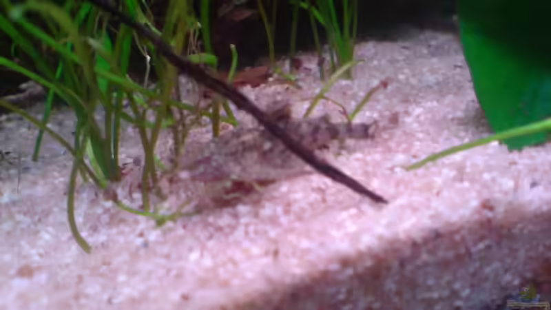 Deltaflügel Zwergwels von Chris Schmidt (9)