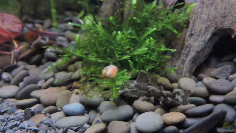 Aquarien mit Hara jerdoni (Deltaflügelwels)