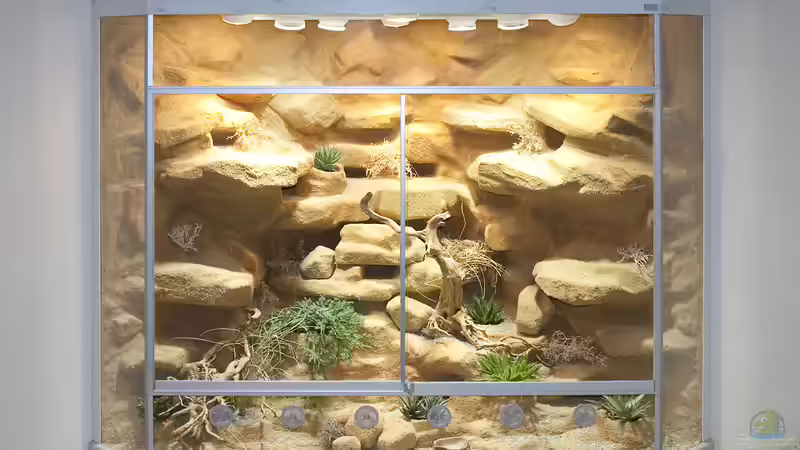 Deltaterrarium für Halsbandleguane von Hoppe-Terrarienbau (1)