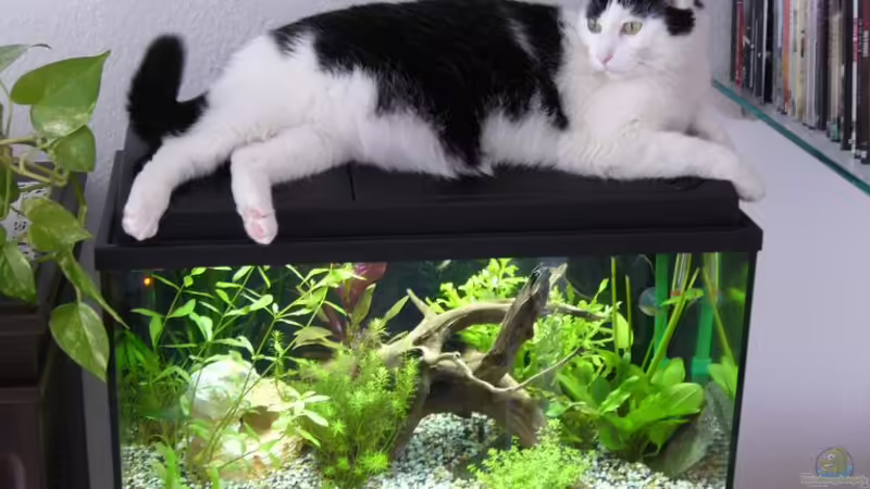 dem Kater gefällts auch von Sunnyboy_72 (4)