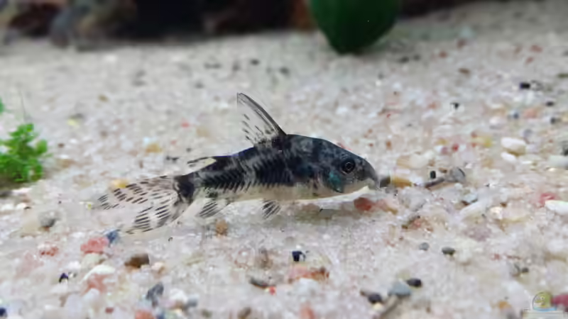 Dem kleinen fehlt 1 Flosse  von schilli (56)