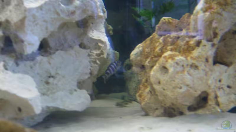 Demansoni von 47 Malawi (14)