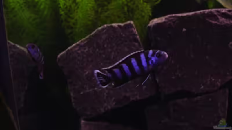 Demansonibock alleine von Daniel Kronmüller (23)