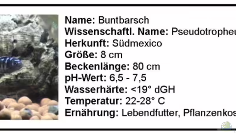 Demasion Maulbrüter von Hobytomy (20)