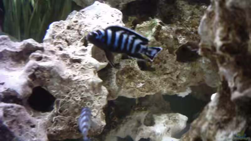 demasoni  von Matthias Schott (8)