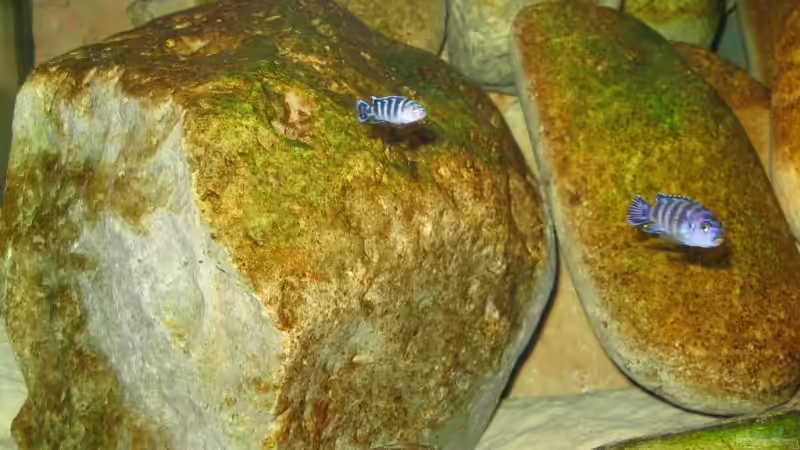 Demasoni Baby mit Mama Demansoni von Pille (13)