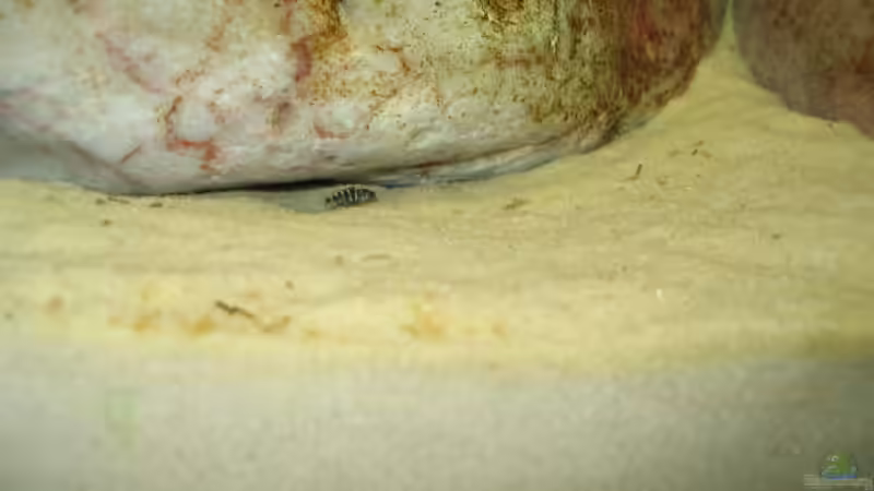 Demasoni Baby von Pille (11)